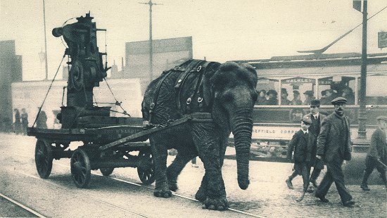 Ww1-elephant